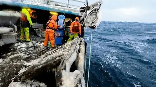 Pesca radical Temporada 17 Episodios 13 • Sub Español
