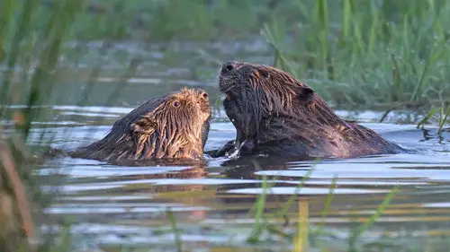 Springwatch Temporada 24 Episodios 1 • Sub Español