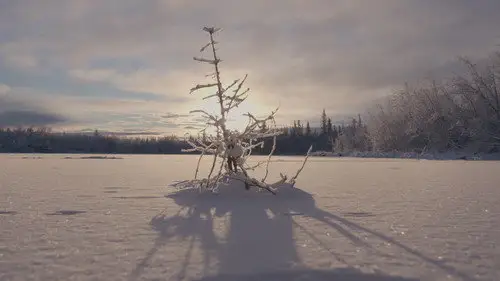Alone S13E10 • Oglądaj Online