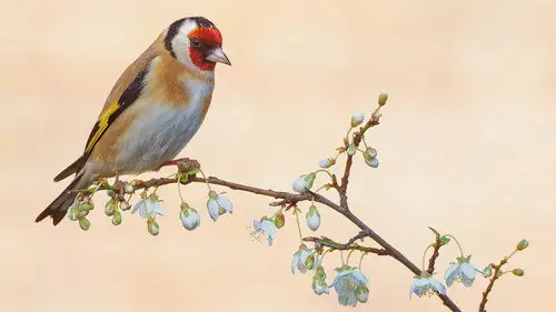 Springwatch Temporada 23 Episodios 1 • Sub Español