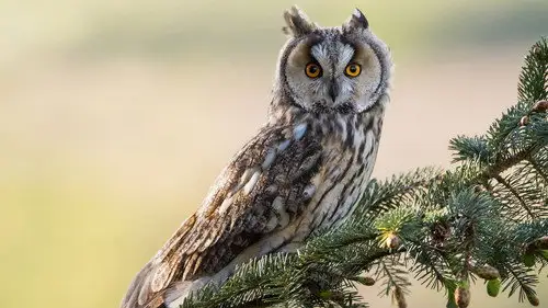 Springwatch Temporada 23 Episodios 7 • Sub Español