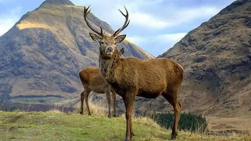 Springwatch Temporada 17 Episodios 4 • Sub Español