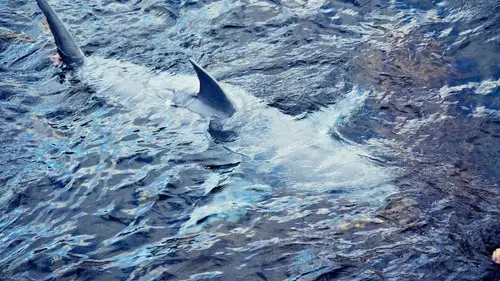Shark Week S23E6 • Oglądaj Online