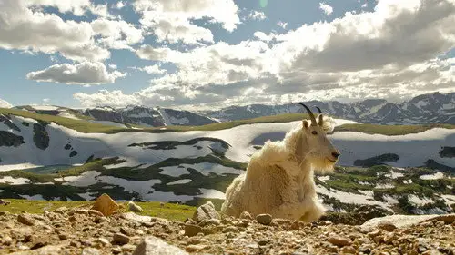 Nature S40E5 • Oglądaj Online