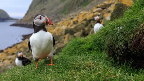 Nature S33E14 • Oglądaj Online