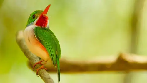 Nature S38E13 • Oglądaj Online