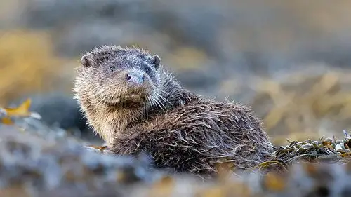 Springwatch Temporada 20 Episodios 7 • Sub Español