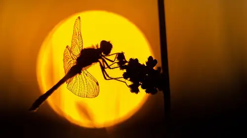 Springwatch Temporada 24 Episodios 12 • Sub Español