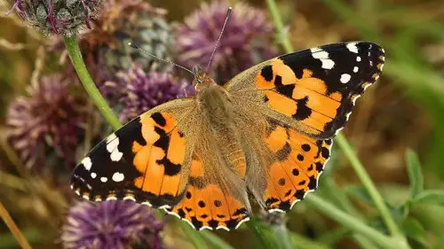 Springwatch Temporada 19 Episodios 8 • Sub Español