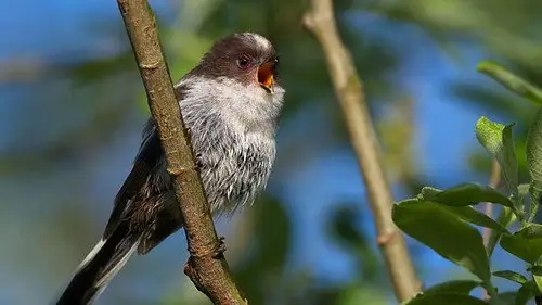 Springwatch Temporada 20 Episodios 8 • Sub Español