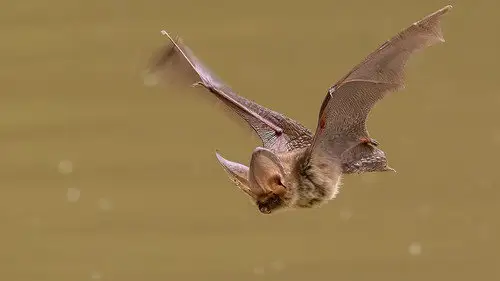 Springwatch Temporada 21 Episodios 12 • Sub Español