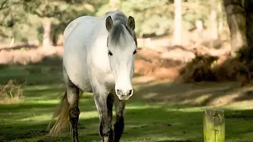 Countryfile S36E19 • Oglądaj Online