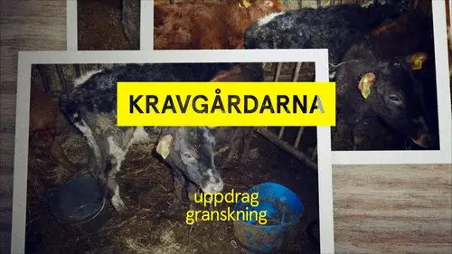 Uppdrag granskning Temporada 21 Episodios 1 • Sub Español