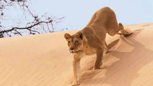 Planeta Tierra II Temporada 1 Episodios 4 • Sub Español