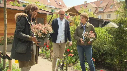 Duel of landscape gardener Temporada 0 Episodios 13 • Sub Español