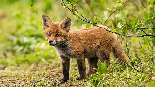 Springwatch Temporada 18 Episodios 9 • Sub Español