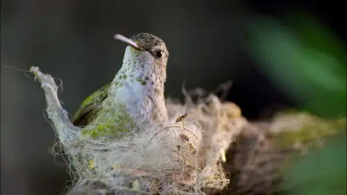 Nature S33E12 • Oglądaj Online
