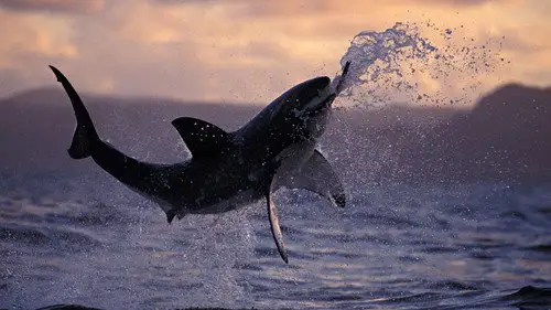 Nature S25E13 • Oglądaj Online