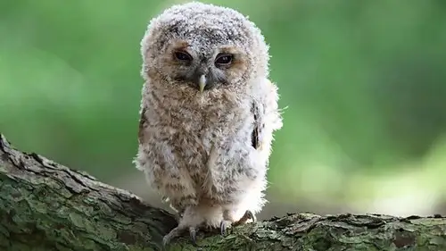 Springwatch Temporada 20 Episodios 2 • Sub Español