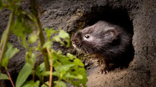 Nature S42E8 • Oglądaj Online