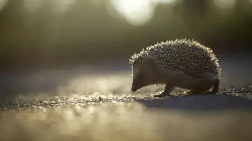 Nature S16E9 • Oglądaj Online