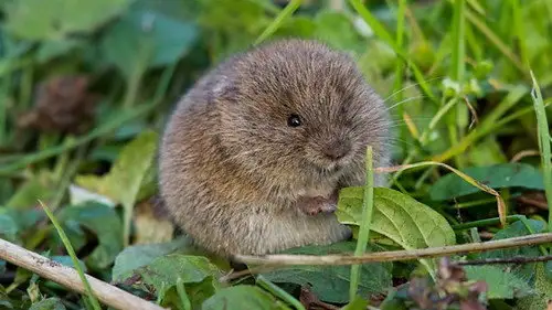 Springwatch Temporada 19 Episodios 4 • Sub Español