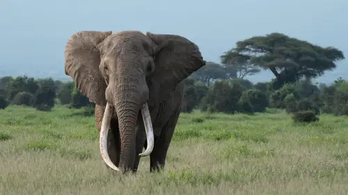 Nature S44E5 • Oglądaj Online