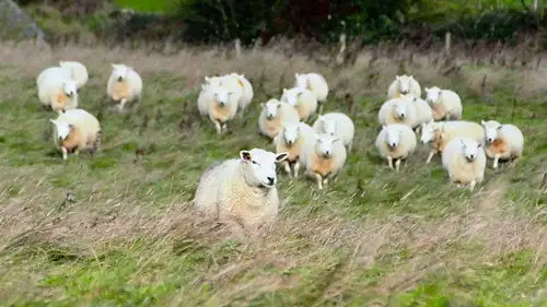 Countryfile S35E13 • Oglądaj Online