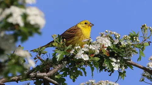 Springwatch Temporada 22 Episodios 12 • Sub Español