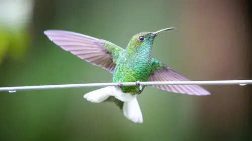 Nature S41E10 • Oglądaj Online