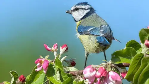 Springwatch Temporada 18 Episodios 5 • Sub Español
