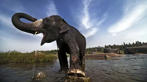 Nature S15E7 • Oglądaj Online