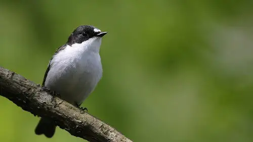 Springwatch Temporada 23 Episodios 14 • Sub Español