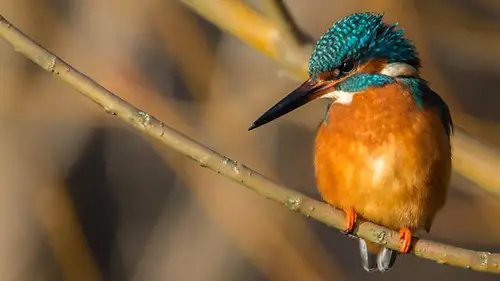Springwatch Temporada 17 Episodios 12 • Sub Español