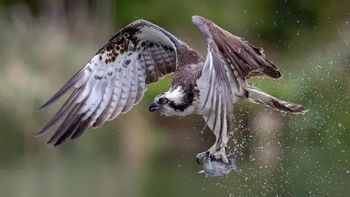 Springwatch Temporada 22 Episodios 4 • Sub Español