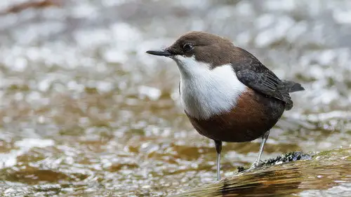 Springwatch Temporada 23 Episodios 13 • Sub Español