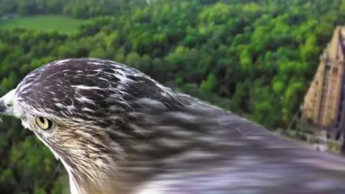Nature S22E13 • Oglądaj Online