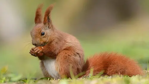 Nature S42E17 • Oglądaj Online