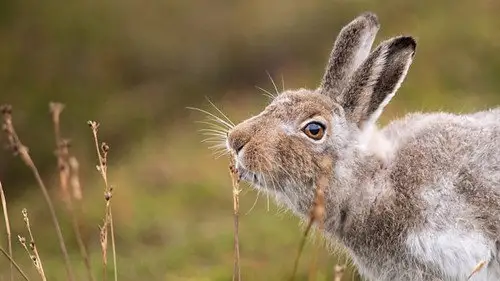 Springwatch Temporada 18 Episodios 10 • Sub Español