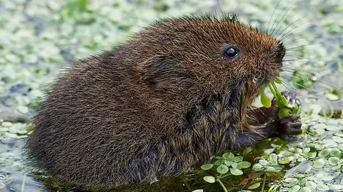 Springwatch Temporada 20 Episodios 10 • Sub Español