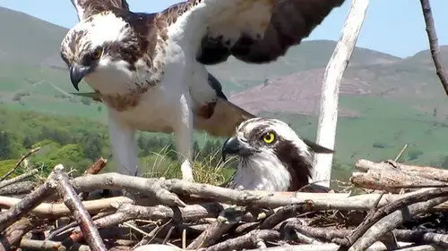 Springwatch Temporada 10 Episodios 3 • Sub Español