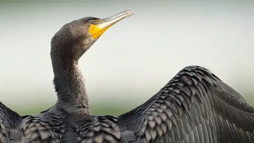 Springwatch Temporada 24 Episodios 5 • Sub Español