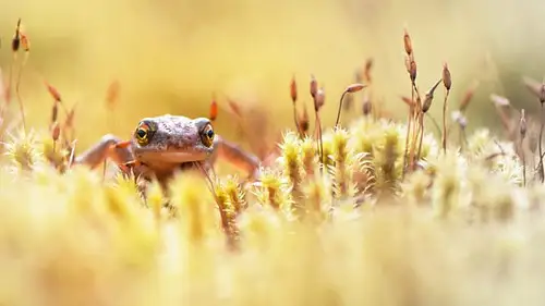 Springwatch Temporada 17 Episodios 7 • Sub Español