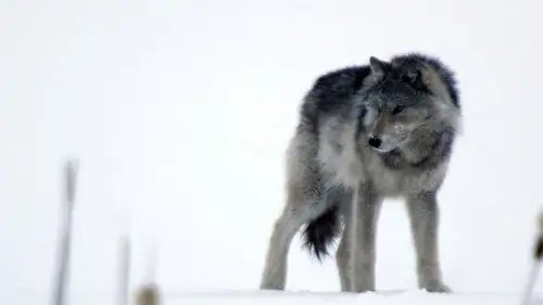 Nature S31E8 • Oglądaj Online