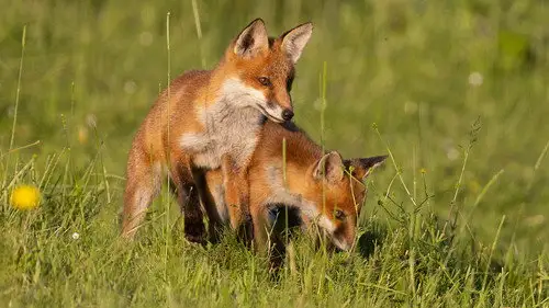 Springwatch Temporada 23 Episodios 4 • Sub Español