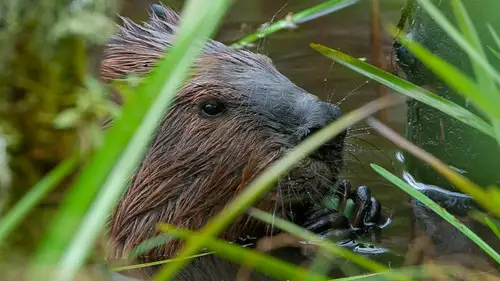 Nature S32E18 • Oglądaj Online