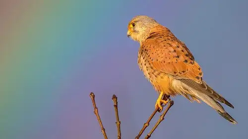 Springwatch Temporada 17 Episodios 11 • Sub Español
