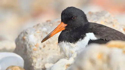 Springwatch Temporada 23 Episodios 16 • Sub Español