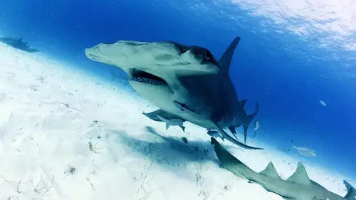 OceanXplorers Temporada 1 Episodios 4 • Sub Español