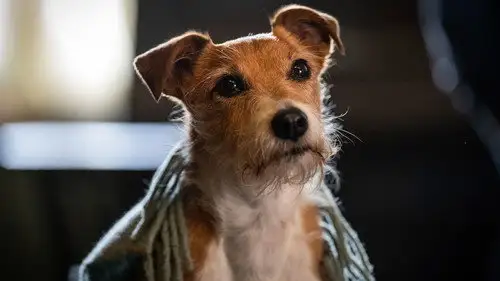 ¡Llama a la comadrona! Temporada 12 Episodios 6 • Sub Español